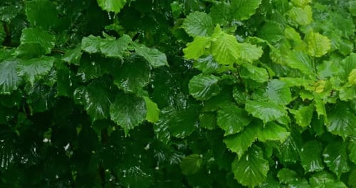 Raindrops on Lush Green Leaves in Nature
