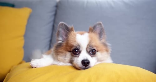 Dog Resting Head on Pillow Indoors