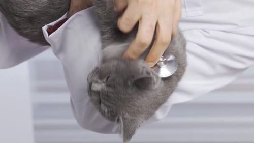 Vertical Video of Veterinarian listening to cat with stethoscope.