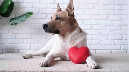 dog holding red heart, lying on rug at home