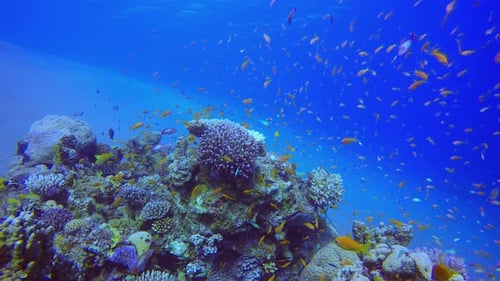 Farbenfroher tropischer Rifffisch unter Wasser