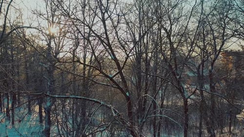 Winter Forest at Sunrise Aerial View