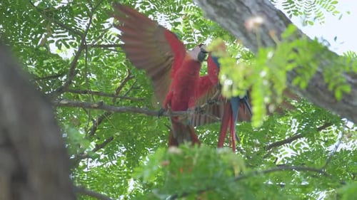 Papageienpaar auf dem Baum. Ein Paar scharlachroter Aras (Ara Macao) sitzt im Blätterdach des Waldes an der Costa