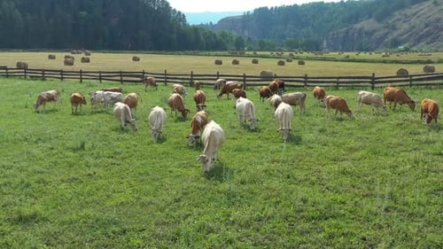 Cattle Grazing Peacefully on Lush Green Farmland Under a Bright Sun
