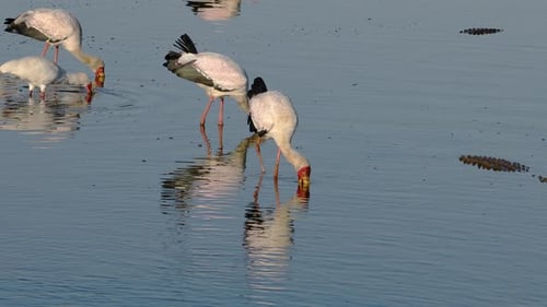 Yellow-billed storks (Mycteria ibis) foraging in shallow water, Kruger National Park, South Africa