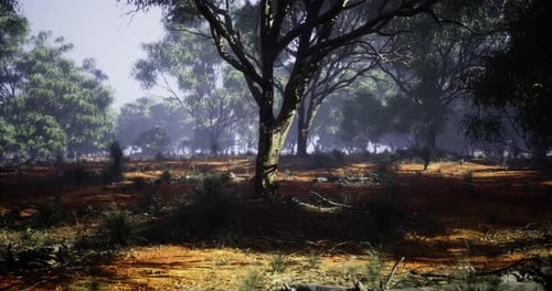 Lush Forest Landscape Showcasing Sunlight Filtering Through Tall Trees