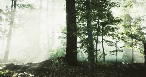 Sunlight Filtering Through Dense Trees in a Tranquil Forest Setting