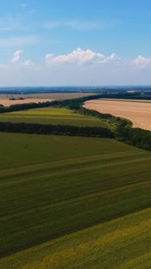 Beautiful green cropland near the highway. Diverse color farmlands limited by trees.