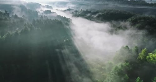 Foggy forest and valley with river at sunrise in autumn.