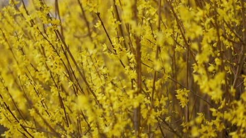 Forsythia blooming in early spring, vibrant yellow flowers filling the frame
