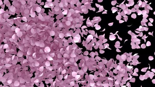 Cherry Blossom Transition on Alpha Channel 4K.