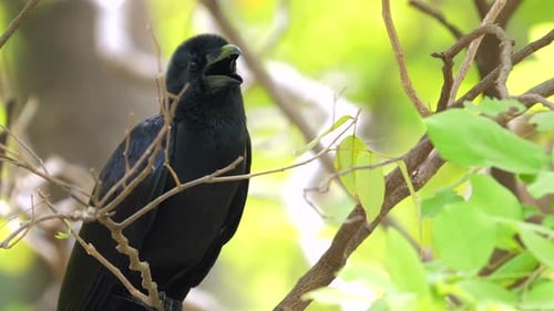 Black Crow Perched on Branch in Natural Wooded Habitat
