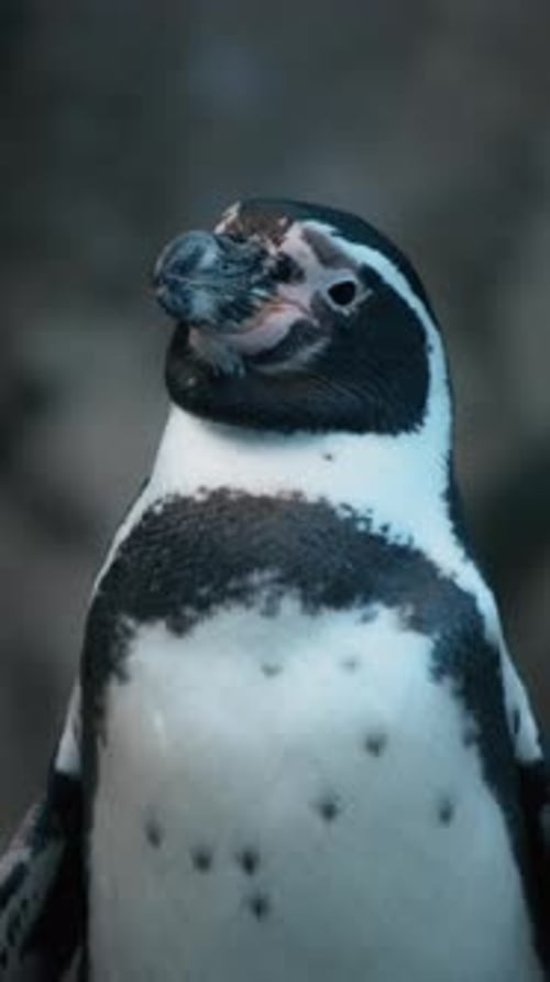 Close Up of a Penguin Standing Still