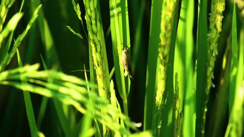 Up close grasshopper on organic Paddy rice grain food agriculture field rippen