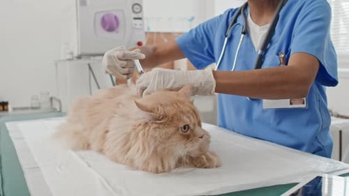 Veterinarian Giving Injection to Cat in Clinic