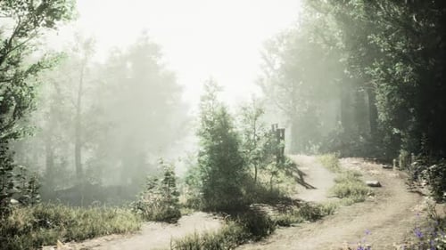 Serene Forest Path Shrouded in Morning Mist Near a Tranquil Clearing