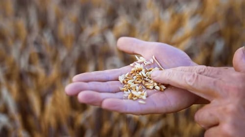 Farmer Hand Examining Grain in Wheat Field