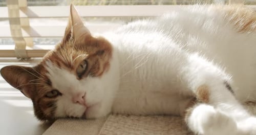 Relaxing Cat Lounging in the Sunlight Indoors