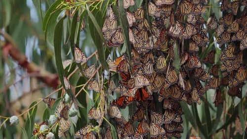 Ein Kaleidoskop von Monarchfaltern, ein flatterndes Meer lebendiger Farben