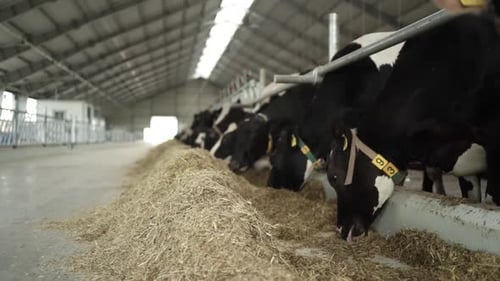 Cows on a diary farm eating. Cattle of cows