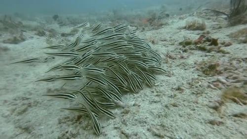 A group of juvenile striped catfish feeding along the ocean floor