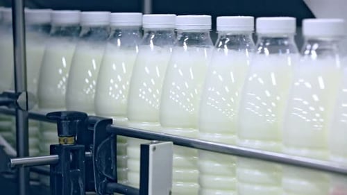 Dairy Factory Milk Bottle Conveyor