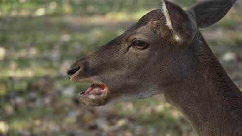 Head of young deer chewing carrot close up slow motion. Young true deer grazing in the wild