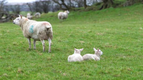 Baby Lambs Sitting And Sheep Standing On A Grass Field On A Farm