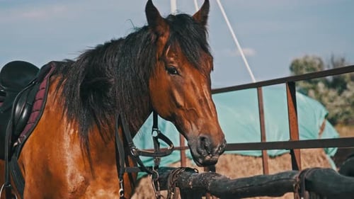 Brown Horse in Gear Stands By Wooden Paddock Outdoor on Village Farm Slow Motion