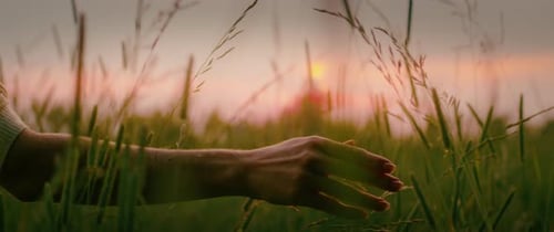 Woman Caress Juicy Green Grass on Meadow at Warm Sunset Sky in Summer