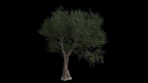 Common Olive Tree blowing in the wind. Alpha Channel. Loop Animation