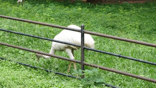 A white bird in field, an ostrich grazing on grass