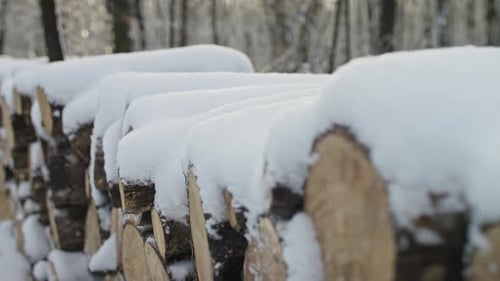 Snow Covered Logs Stacked in Forest During Winter Day