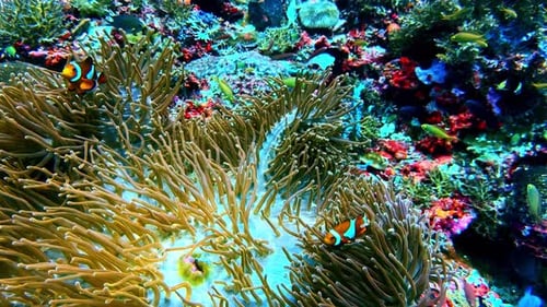 Peces payaso nadando entre anémonas marinas en un colorido arrecife de coral.