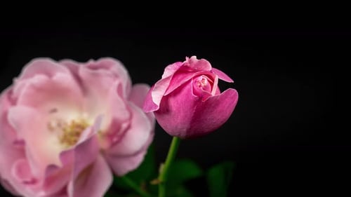 Pink Rose Blooming in Time Lapse on Black