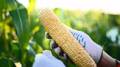 Closeup of Farmer Holding an Ear of Freshly Harvested Corn in Gloved Hands and Peeling It Off