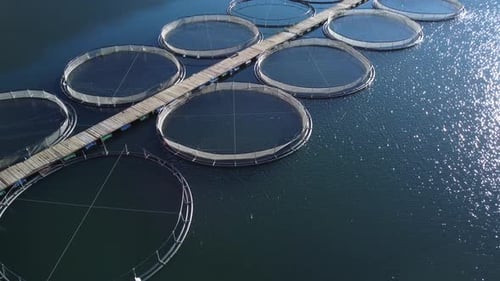 Trout Fish Farm in the River Aerial View