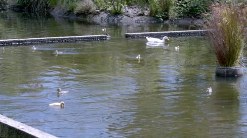 Ducks and Ducklings Swimming on Calm Pond