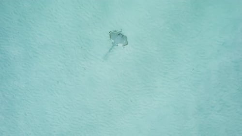 Une petite raie nage au bord de la plage