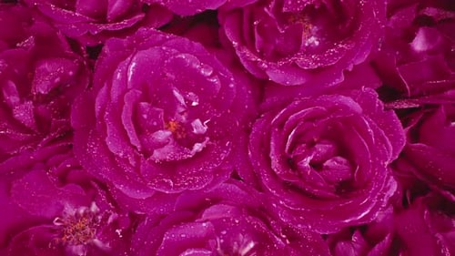 Pink Roses Flowering Petals on Big Bud Dew Dropsfloral Carpet Surface Texture