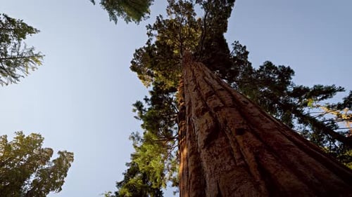 Giant Sequoia trees in Kings Canyon National Park