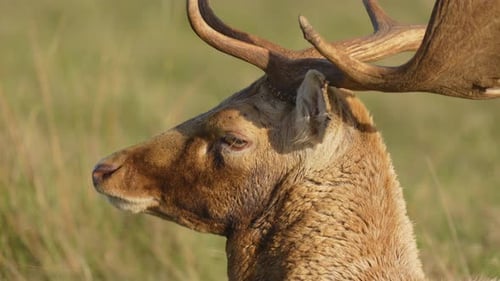 Closeup of Fallow Deer Head with Detailed View of Antlers Against Grassy Background Spotted Buck