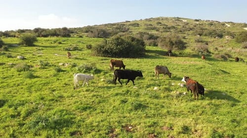 Cow herd on green hill- aerial view
