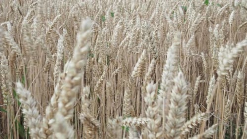 Close up of wheat ears, field of wheat in a summer day. Harvesting period