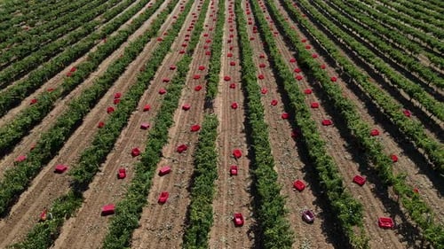 Aerial View Of Vineyards