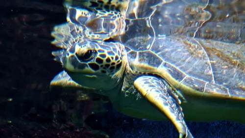 Sea reptile Turtle Loggerhead, endangered oceanic marine, wildlife species