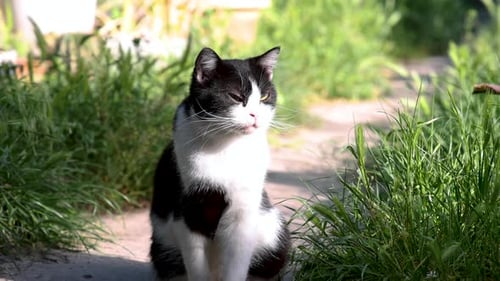 cute cat sitting outside in garden facing sun, green grass summer time adorable kitty 4k