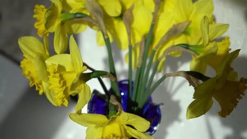 Daffodils Yellow Flowers Bud