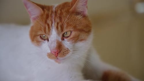 Cute Cat with Half-Closed Eyes