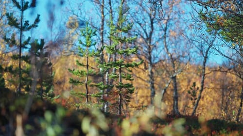 Young pine trees standing tall amidst the vibrant autumn foliage in a sunlit forest. Parallax shot,